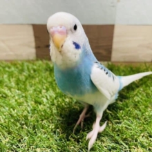 最新動画有り☆白が多めの可愛いヒナさんです！セキセイインコの「ルイちゃん」！
