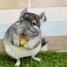 カキカキさせてくれます！幸せ顔でおやつを頬張る姿が可愛いチンチラグレー♡