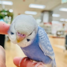 【デレ激写♡♡】ツンデレインコ好きにオススメ！！セキセイインコ(スパングル)