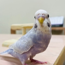 散歩がお好き？♡‬セキセイインコ(ライラック)