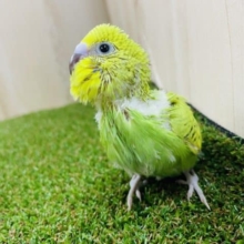 大人気！トテトテ歩きがたまらない💕　セキセイインコ　スパングル