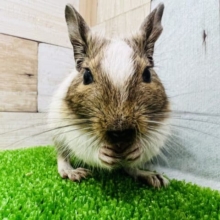オヤツ大好き♡むっちりパイドデグー！
