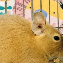 大人気サンドカラー　デグー　サンド　R４　８／２９撮影