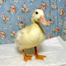 コールダック  白 🐤🐤🐤…♪*ﾟ
