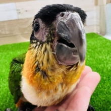 最新画像更新☆おっとりズグロシロハラインコがやってきた！