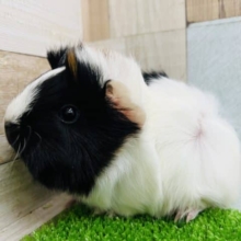 くっつき虫♡ちびっこモルモット