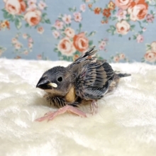 桜文鳥  🌸🪶   9/30