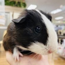 クッキー＆クリームみたいなカラーの子！イングリッシュモルモット(男の子)