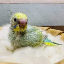 明るいグリーン系カラーが人気☆ホヤホヤな幼い表情がたまりません♡セキセイインコパステルカラーレインボー