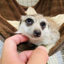 最新画像有り☆カキカキ大好きな男の子！ミーアキャット！！