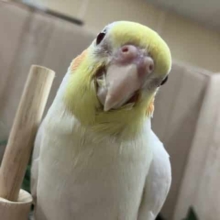 ヒナのコ〜オカメっ子♪ オカメインコ　ルチノー