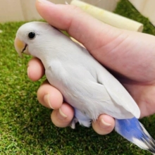 わっしょいコザクラ祭りだよ‼️⑥最新画像になりますよ！！ビックリ‼️レアカラー👑✨✨② コザクラインコ　パリッドヴァイオレットシナモン　