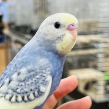 階段が大好き！シックなカラーのセキセイインコ♫(スパングルパイド)