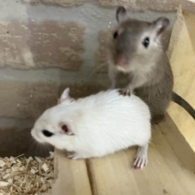 久方ぶりのカラージャービル♂