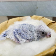 明るいブルーの優しい色合いのヒナさん！セキセイインコのスパングルカラー！