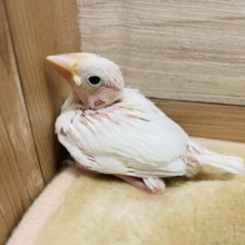 ヒナヒナな美白さん入舎です！白文鳥！