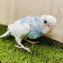 水色×白の超絶かわいいセキセイさん降臨！！！！　セキセイインコ　スパングルパイド