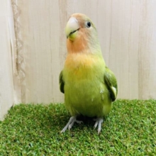 最新画像です★★お顔が染まっていくんです！！　コザクラインコ　オパーリン