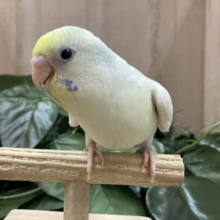 大人気！！注目セキセイさん‼️ セキセイインコ　パステルレインボーパイド