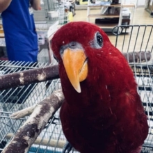 最新画像有り☆甘え上手で真っ赤なインコさん☆ヒインコの女の子！