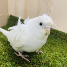 🤍天使の羽が生えてる？？🤍　羽衣セキセイインコ　ダブルファクター
