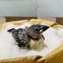 元気いっぱいにご飯の催促♪桜文鳥のヒナやって来ました！