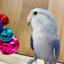【12/13最新画像更新です！】もじっとしたまん丸小桜さん☆　コザクラインコ　バイオレット～～