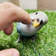 最新画像有り☆ヒナ餌卒業！ちょこんと感が可愛らしいレアカラーの仔！コザクラインコのアクアターコイズオパーリンカラー！