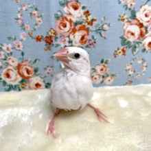 白文鳥  🐥成長中🍀安心サイズの文鳥さん！  9/17
