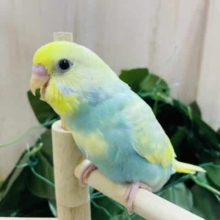 必見です！最新画像になりますよ～♪レアカラーセキセイさん‼️　セキセイインコ　パステルレインボースパングルパイド