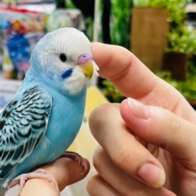 隠れた甘ったれちゃん♡セキセイインコ(オパーリン)