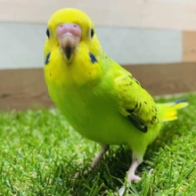 最新画像有り☆堂々とした立ち姿が可愛らしい仔！セキセイインコのオパーリンカラー！
