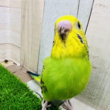 でしゃばり♡アピール上手のセキセイインコオパーリン☆