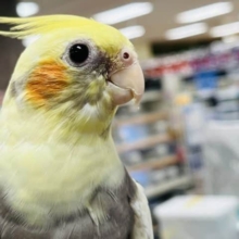メロメロ要注意♡♡オカメインコ(パイド)