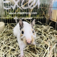 ぽてぽて♡へんてこ模様のデグー『パイド』