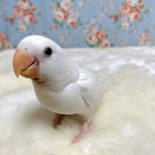 コザクラインコ　クリームイノ.* 。〇　9月14日