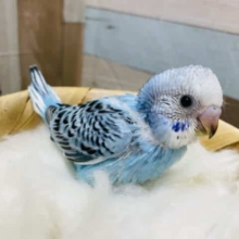 お人形みたいなちょこんと感のあるヒナさん！セキセイインコのオパーリンカラー！