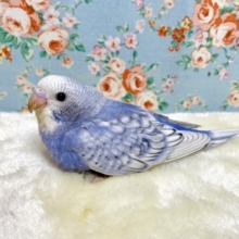 セキセイインコ  バイオレットスパングル  9/24