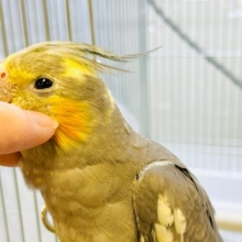 オカメはやっぱりノーマルが人気◎オカメインコ(ノーマル)