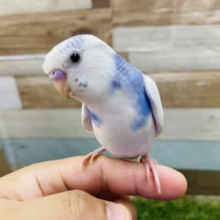 最新画像有り☆白が多めの可愛いヒナさん！セキセイインコのパイドカラー！
