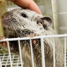 カキカキ大好き甘えんぼ！！デグー(シルバー)女の子