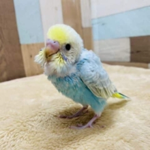 元気いっぱいに近寄ってきます♪セキセイインコパステルレインボー