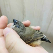 最新画像になりますよ！！ニーニー鳴きます💕　びっくりかわいいキンカチョウさん！　キンカチョウ　ノーマル
