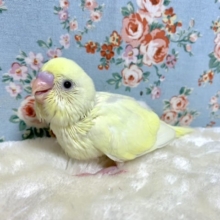 セキセイインコ　クリーム　🍋🍇　9月15日