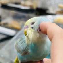 されるがまま〜♡♡セキセイインコ(レインボー)