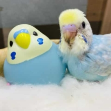 淡く鮮やかで人気のあるセキセイインコ♪パステルレインボー