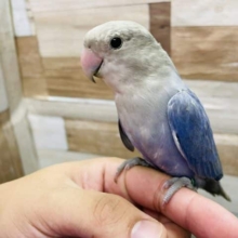 最新画像有り☆綺麗な濃いめブルーのレアカラー！コザクラインコのトゥルーブルーオパーリンカラー！