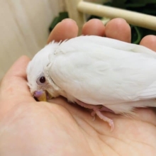 ふわふわまっしろ～！赤目さんだよ！　セキセイインコ　アルビノ
