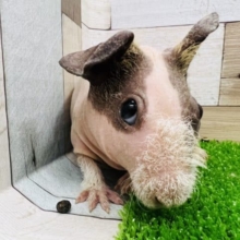 珍獣⁉︎スキニーギニアピッグ♀