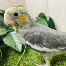 最新画像になりますよ～♪♪♪うるうる担当‼️ オカメインコ　ノーマル